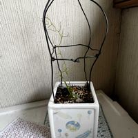 ムスコーサ,アルブカ コンコルディアナ,アドニス,サンデルシー,セブリナ錦の画像