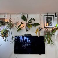 アンスリウム,ドラゴンフルーツ,ビカクシダ,観葉植物,鉢植えの画像