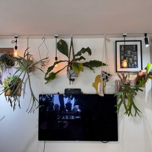 アンスリウム,ドラゴンフルーツ,ビカクシダ,観葉植物,鉢植えの画像