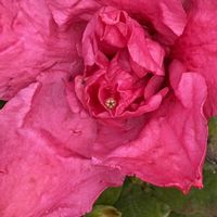 アザレア,アザレア,アザレア,アザレア,アザレアの画像