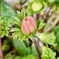 アネモネ,ガザニア,ネモフィラ,ナズナか？,iPhone撮影の画像