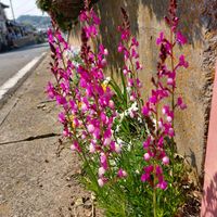 ネメシア,リナリア,可愛い〜♡,キュンキュン乙女倶楽部,道路沿いの画像