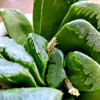 プリンセチア,花芽,芽吹き,つぶやき,北海道の画像