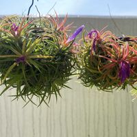 チランジア,ティランジア,エアプランツ,エアープランツ/チランジアの画像