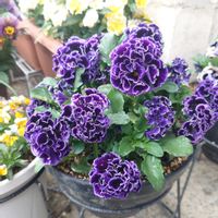 パンジー,カーリーウィッチ,花のある暮らし,花が好き,お花好きの人と繋がりたいの画像