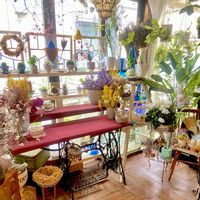 シクラメン,ストレチア,ハオルチア,亀甲竜,ビカクシダの画像