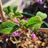 オオデマリ,黒葉スミレ・ラブラドリカ,挿し木の画像