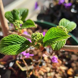 オオデマリ,黒葉スミレ・ラブラドリカ,挿し木の画像