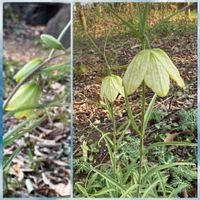 バイモ,バイモ（アミガサユリ）,のんびり過ごそう,石神井公園,ユーミンつながりの皆さんに感謝の画像