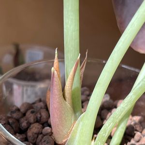 サトイモ科,アロカシア,アロカシア,観葉植物,ハイドロカルチャーの画像