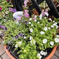 タツナミソウ,ネモフィラ ペニーブラック,ネモフィラ・スノーストーム,白花タツナミソウ,桃花タツナミソウの画像