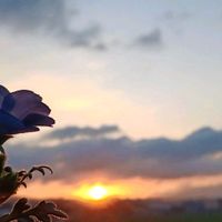 ネモフィラ,雲仲間の画像