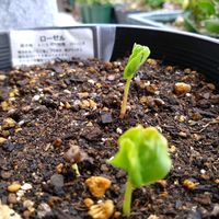 ローゼル,原種シクラメンシリシアムの画像