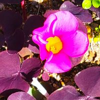 オキザリス,オキザリス,小さなお庭の画像