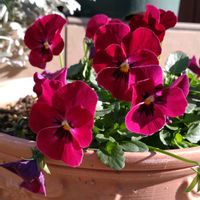 パンジー,ビオラ,鉢植え,ガーデニング,散策の画像