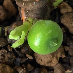 イチジク,いちじく,ホワイトイスキア,挿し木,挿し木の果実の画像