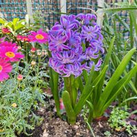 ヒヤシンスの画像