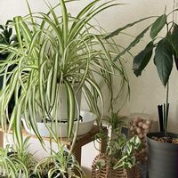 オリヅルラン,どんどん増える,たくましい,窓辺の画像