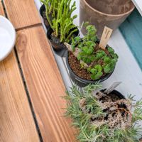 プレクトランサス,ワカミドリ,フィロボロス,多肉植物,観葉植物の画像