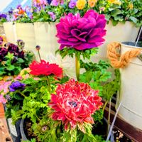 アネモネ,シャギーの画像