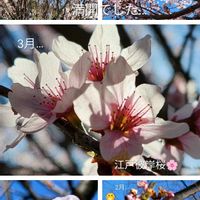 サクラ,江戸彼岸桜,野鳥,季節のお花,メジロの画像