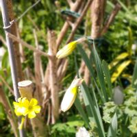 アネモネ,アネモネ,チューリップ,スイセン？の画像