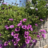 ムスカリ,リュウキンカ,クリサンセマム,オステオスペルマム,バラ咲水仙の画像