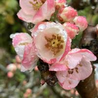 シバザクラ,チューリップ,ボケ,オステオスペルマム,ミモザアカシアの画像