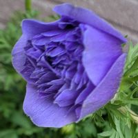 アネモネ,アネモネ,癒し,花のある暮らし,綺麗の画像