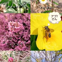 ムサシアブミ,ヒキノカサ,オチフジ,チチコグサモドキ？,植物園にて～♡の画像