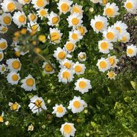 ノースポールの画像