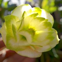 クリスマスローズ,ガーデニング,マイガーデン,花のある暮らし,クリスマスローズ愛同盟の画像