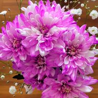 カスミソウ,かすみ草,スプレーマム,北海道,キュンキュン乙女倶楽部の画像