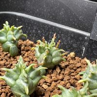 オベサ,ホリダ,ユーフォルビア・ホリダの画像