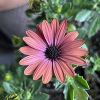 オステオスペルマム,花のある暮らし,玄関前の画像