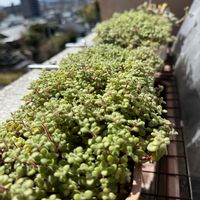 ブロウメアナ,ブロウメアナ,ベランダ多肉,もりもり多肉,ふわっふわ♪の画像