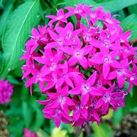 ペンタス,豊橋総合動植物公園の画像