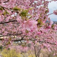 カタクリ,サクラ,ナズナ,パンジー・ビオラ,モモの画像