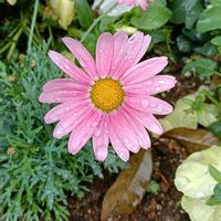 マーガレットの画像