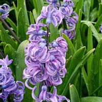 ヒヤシンスの画像