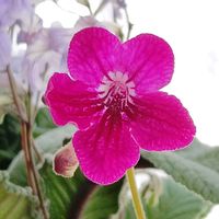 ストレプトカーパス,ストレプトカーパス種まきっ子,ストレプトカーパス種まきっ子,花のある暮らし,イワタバコ科の画像