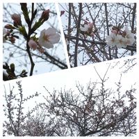 サクラ,2026年桜さくらサクラリレーの画像