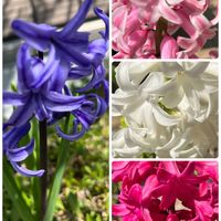 ヒヤシンス,スマホ撮影,おうち園芸,小さな庭の画像