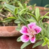 カリブラコア,越冬,２０２０年５月同期,庭の画像