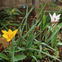 チューリップ,原種系チューリップ レディジェーン,原種系チューリップクリサンサ,ガーデニング,原種系チューリップの画像