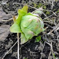 アキタブキ,アキタブキ,キク科,家庭菜園の画像