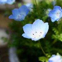 ネモフィラ,庭の画像