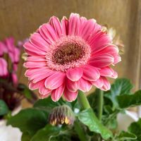 ガーベラ,ガーベラ,ヒマラヤユキノシタ,ヒマラヤユキノシタ,芝桜の画像