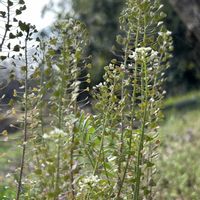 ナズナ,今日のお花,水仙/H,ナズナ/H,雑草/Hの画像