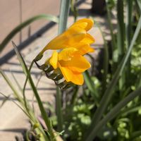 フリージア,黄色の花,フリージア  黄色,庭の画像